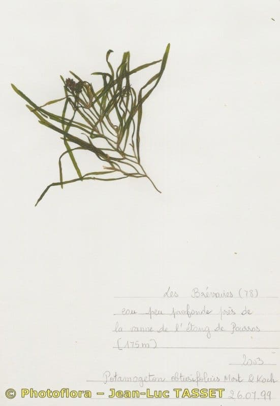 Erba-coltella ottusa 12