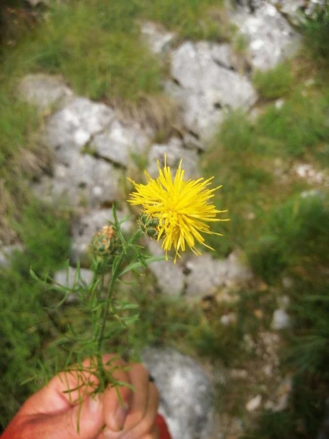 Felsen-Kornblume 8