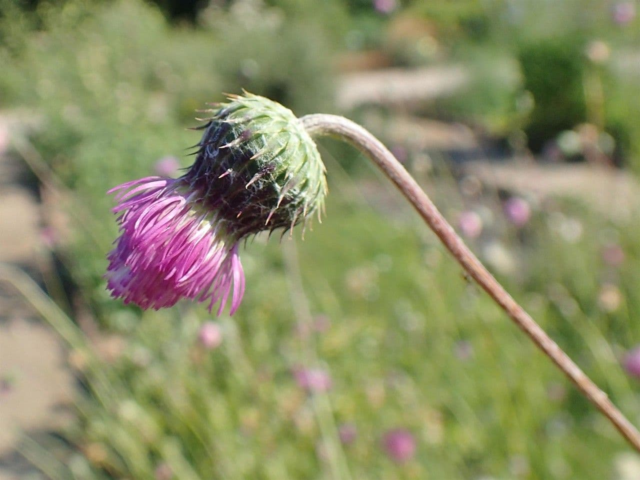 Weißgefleckte Distel 2