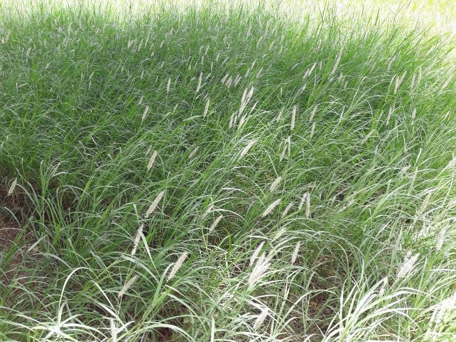 Erba buffel 14