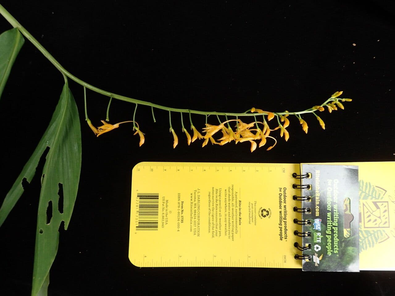 Globba racemosa 11