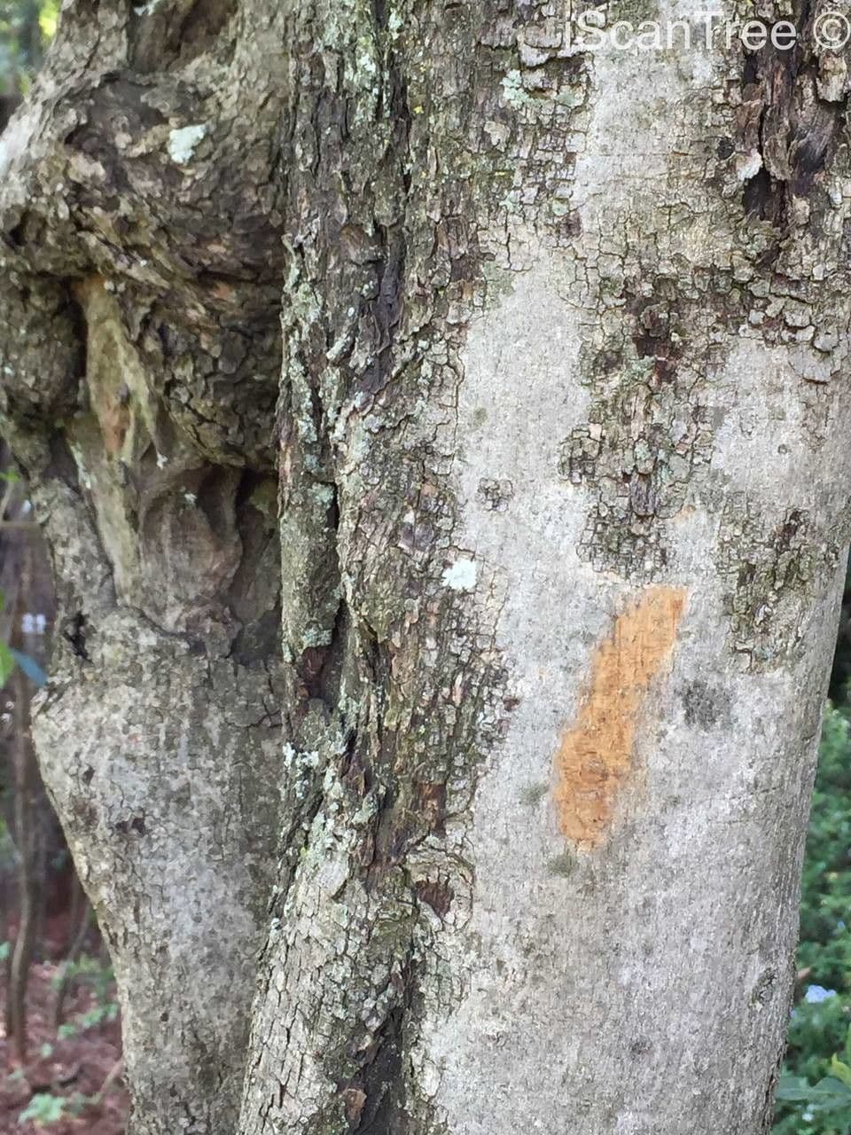 Arbuste forestier 14