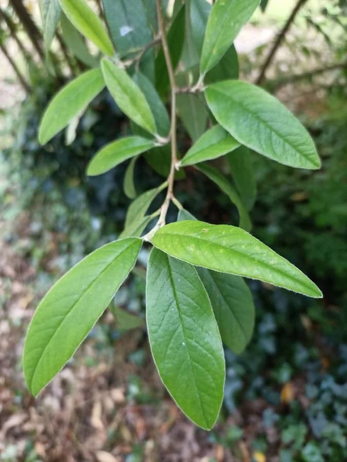 Cotoneaster 18