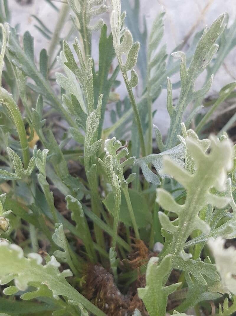Achillea clavennae 24