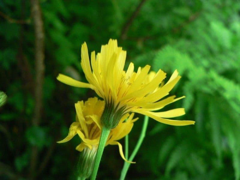 Radicchiella 4