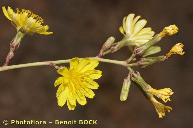 Launaea 11