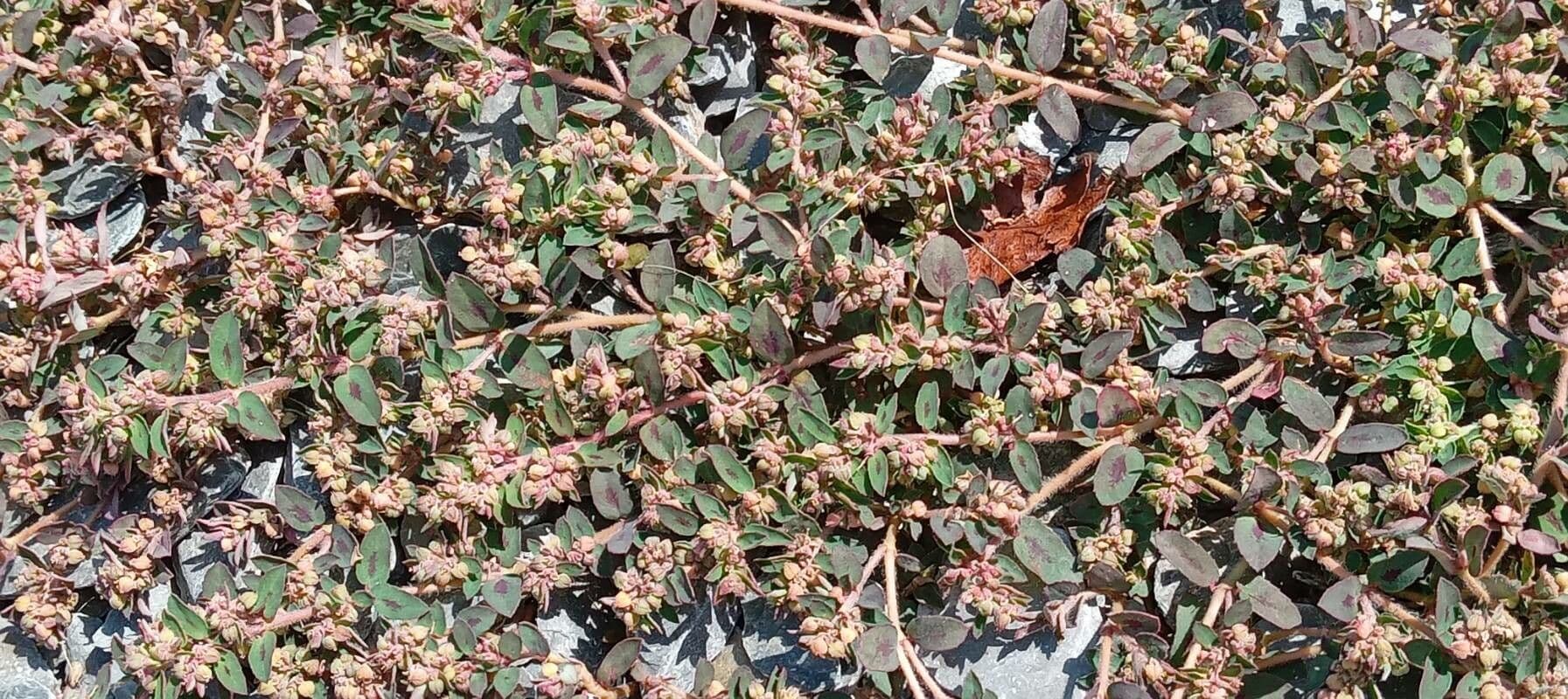 Euphorbe maculée 13
