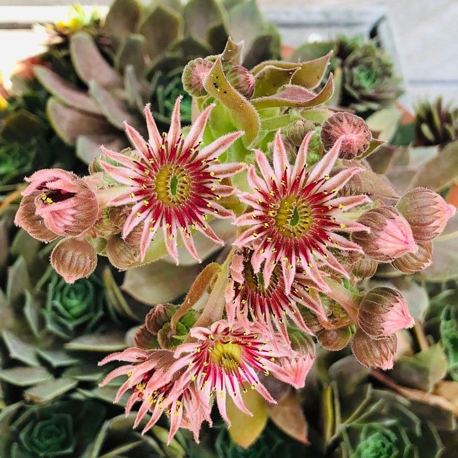 Semprevivo maggiore 6