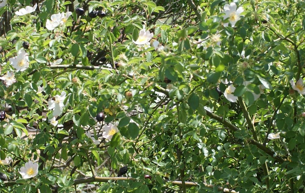Corymb rose 13