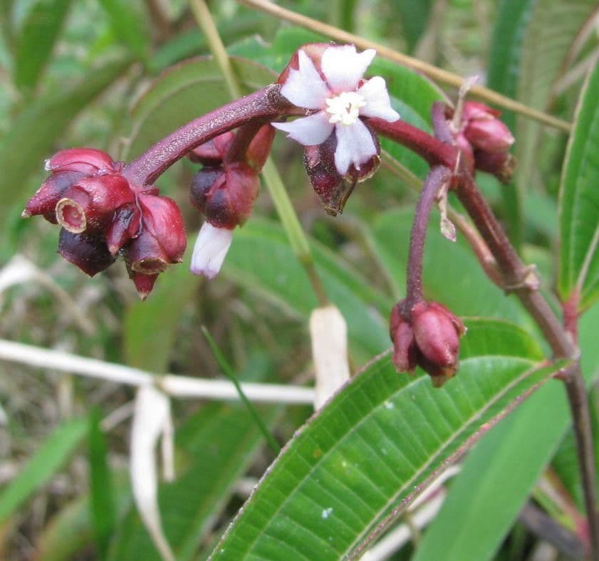 Miconia