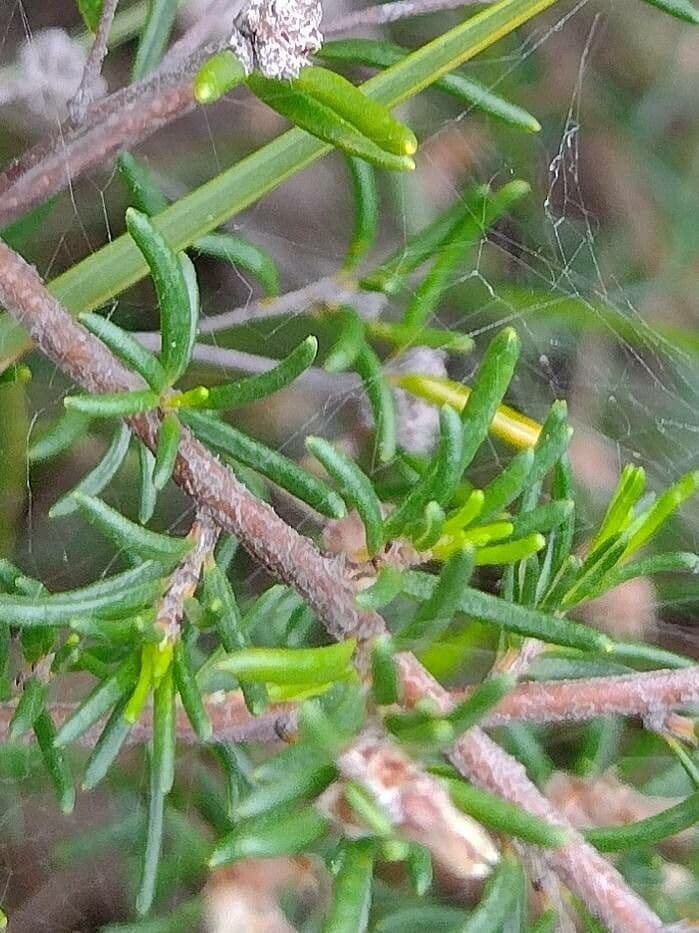 Cryptandra ericoides 3