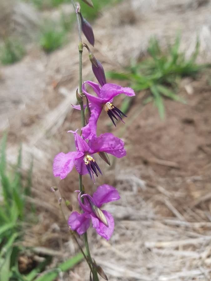 Dichopogon strictus 2