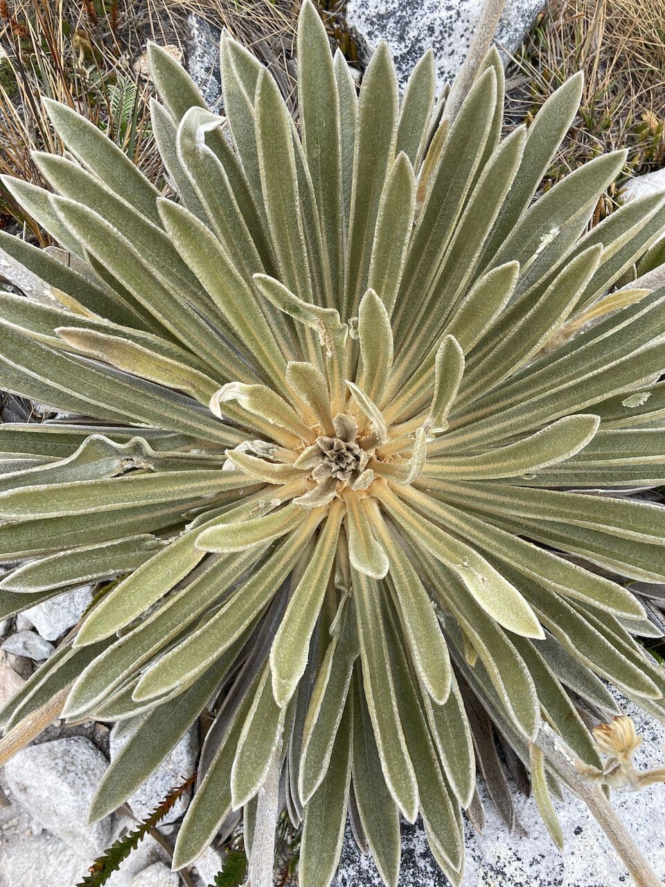 Espeletiopsis 17