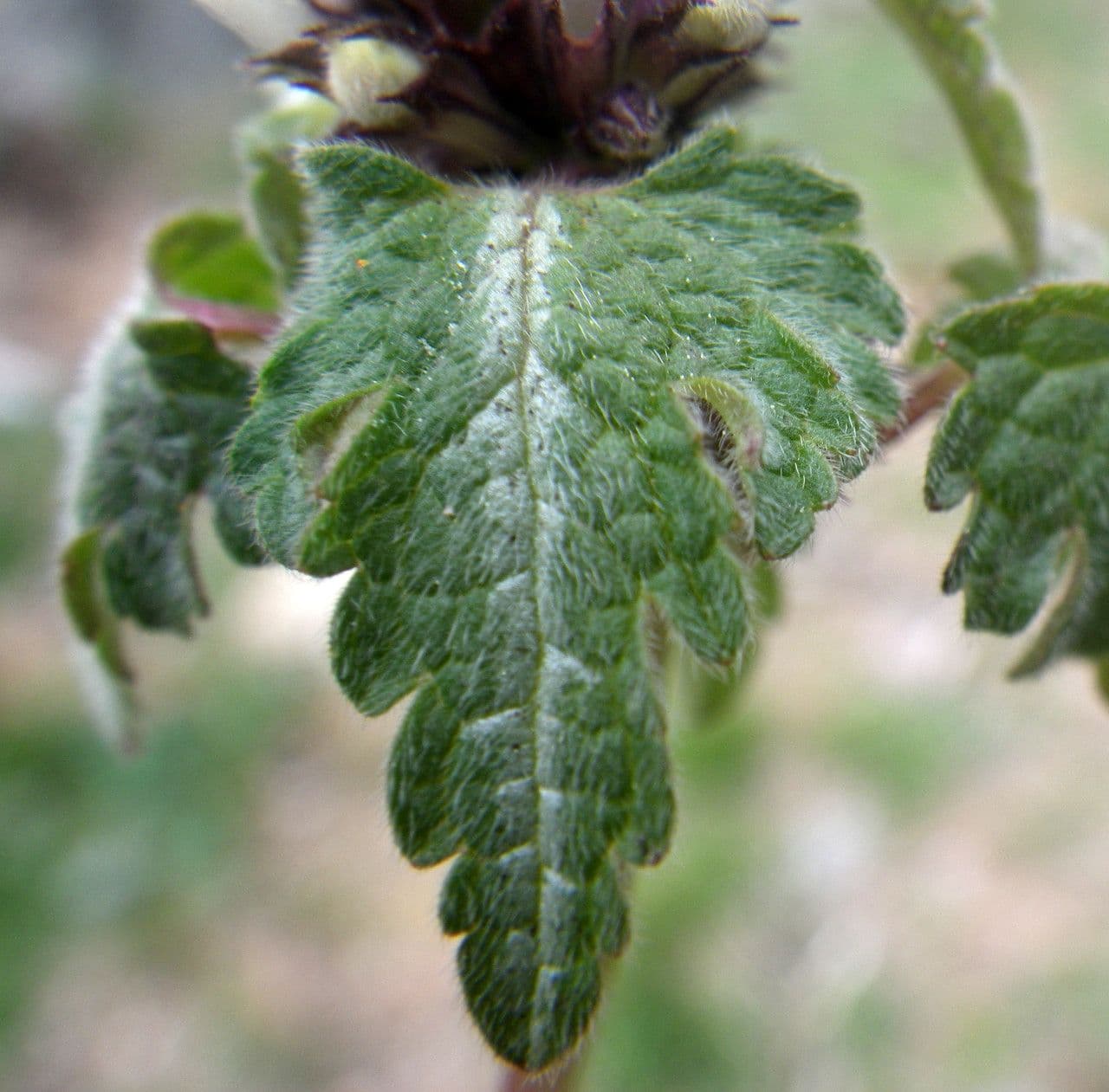 Lamium 14