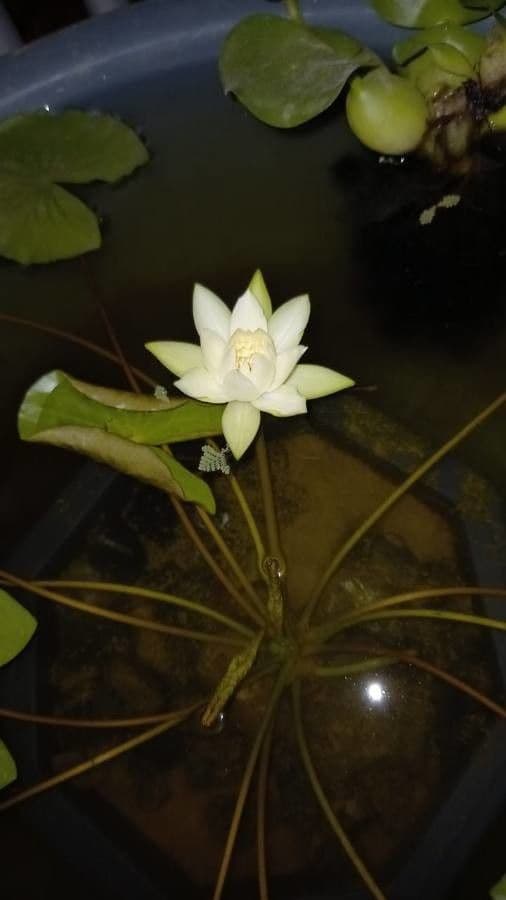 Ninfea amazzonica