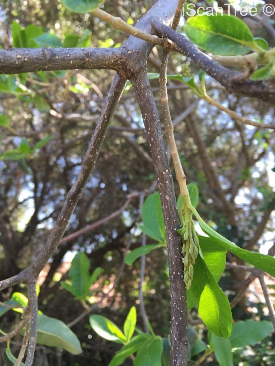 Calodendrum 23