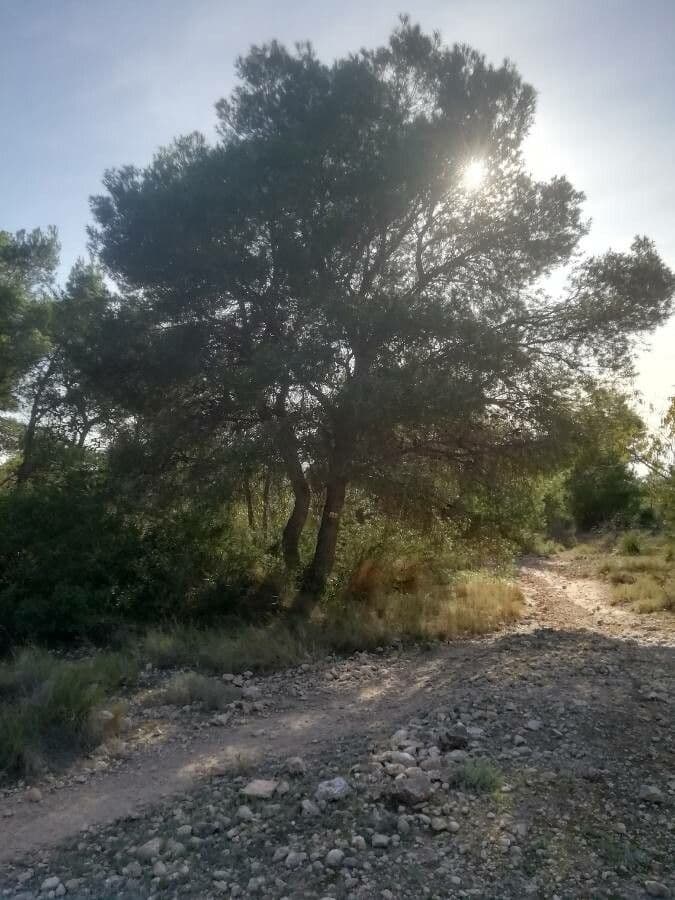 Pino d'Aleppo 14