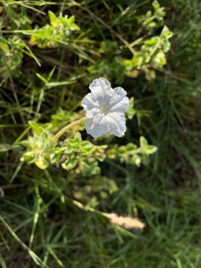Ruellia bignoniowata 5