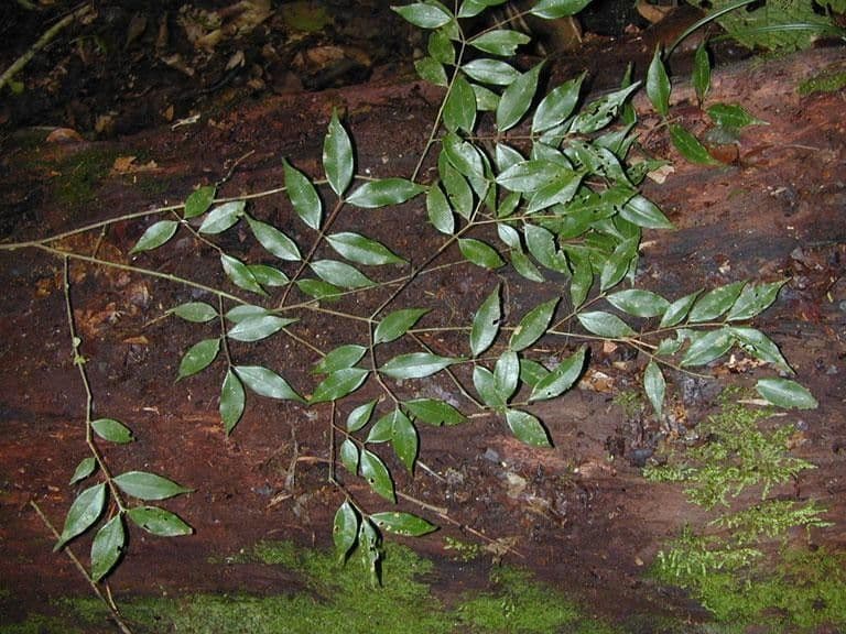 Myrciaria 2