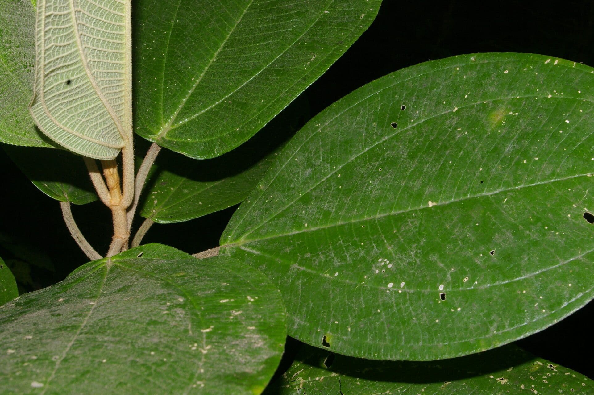 Meriania 5