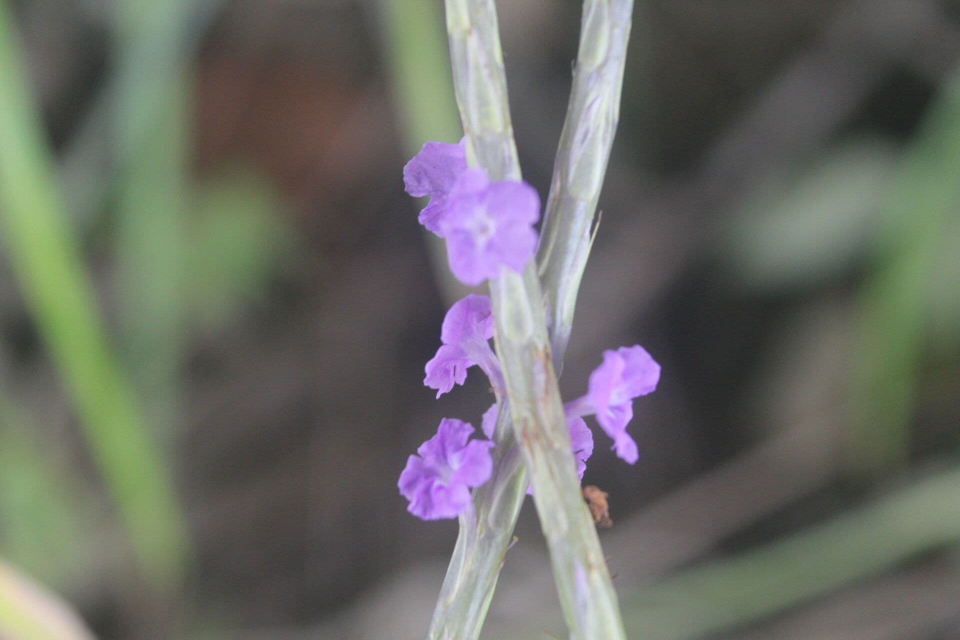 Stachytarpheta 3