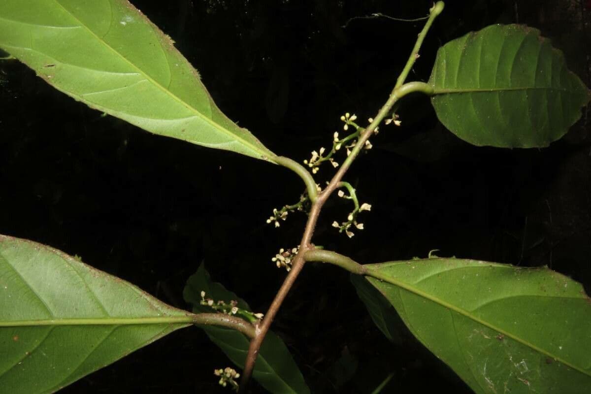 Compsoneura 9