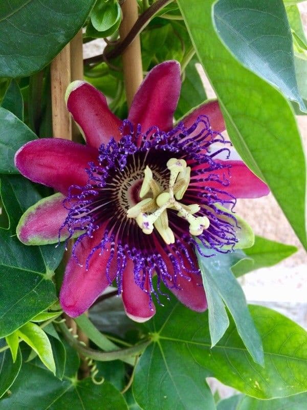 Passiflora 10
