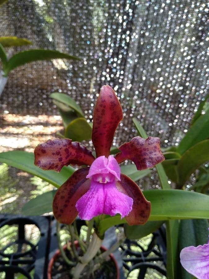 Cattleya 2