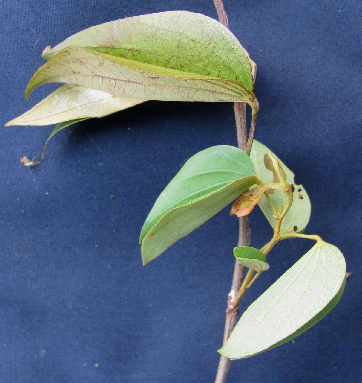 Bauhinia ungulata 19