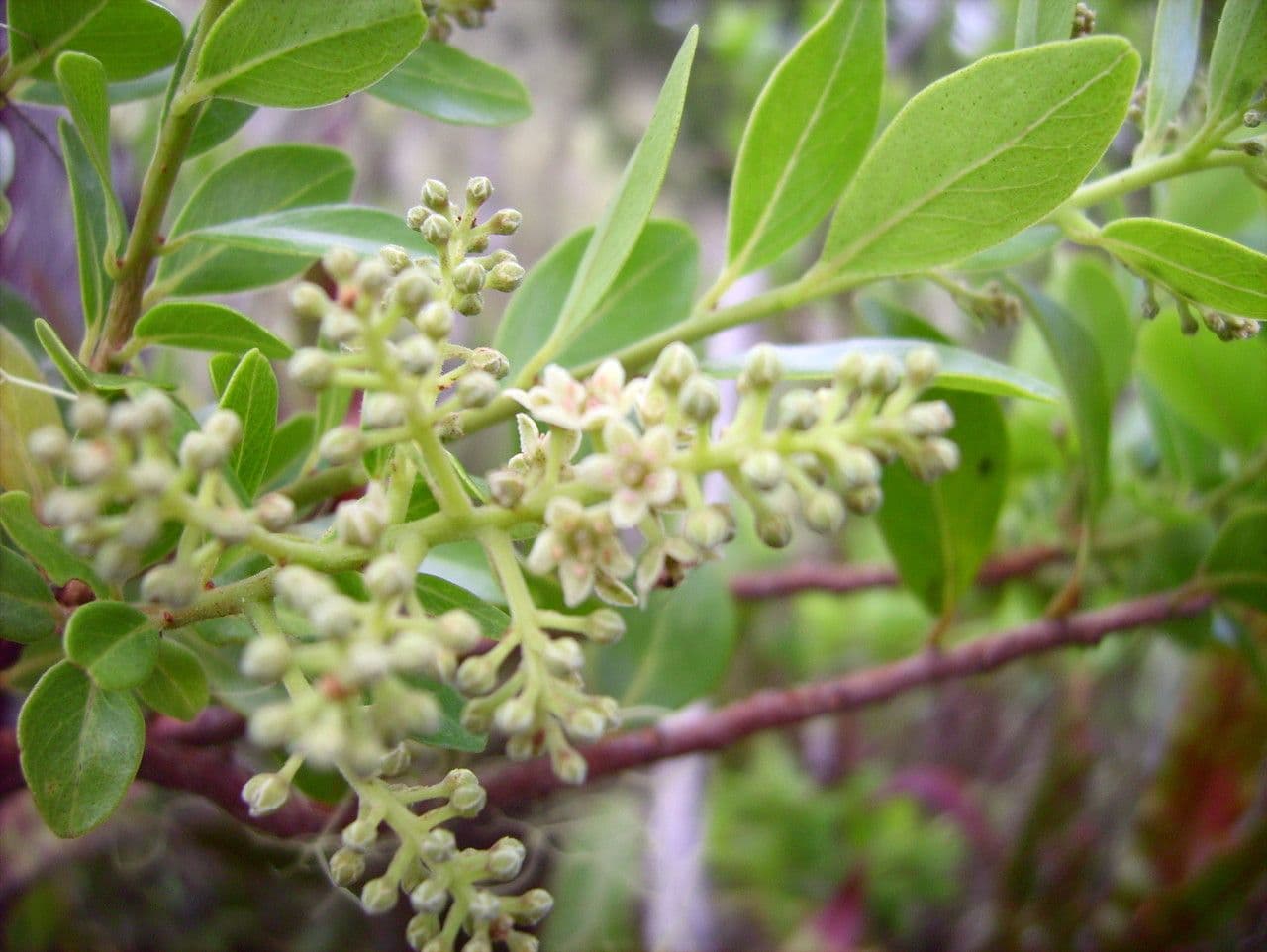 Embelia 9
