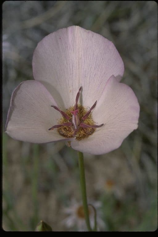 Calochortus 3