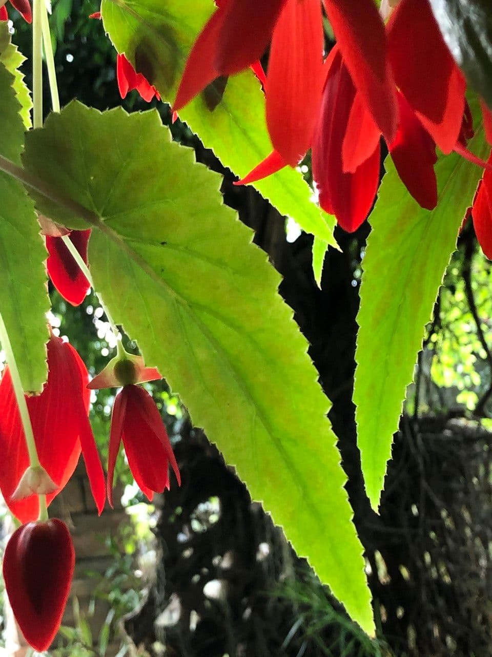 Begonia boliviana 8