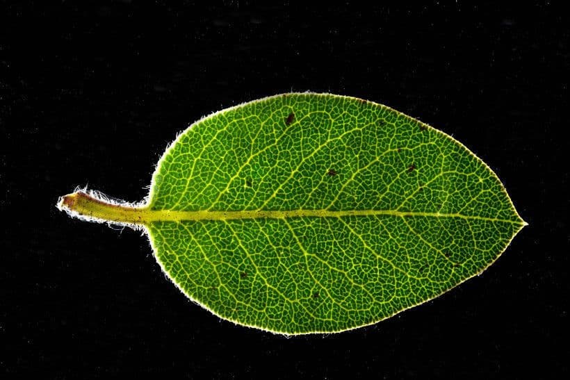 Arctostaphylos 4