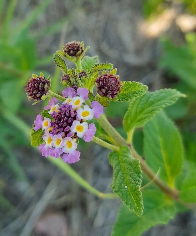 Lippia
