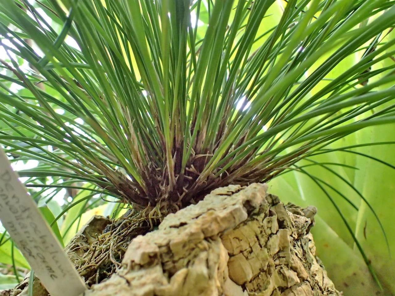Dendrochilum 3