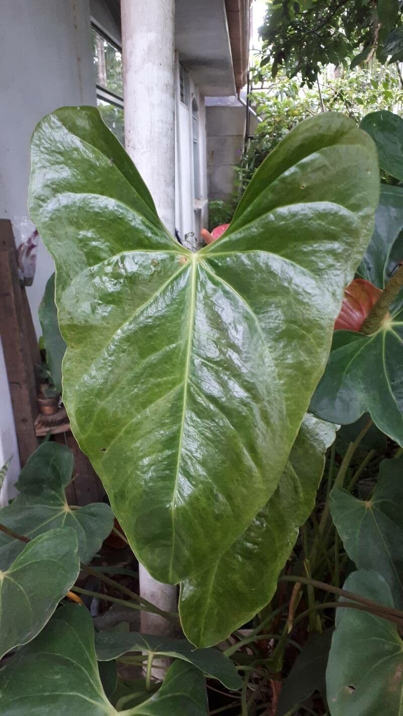 Anthurium 6