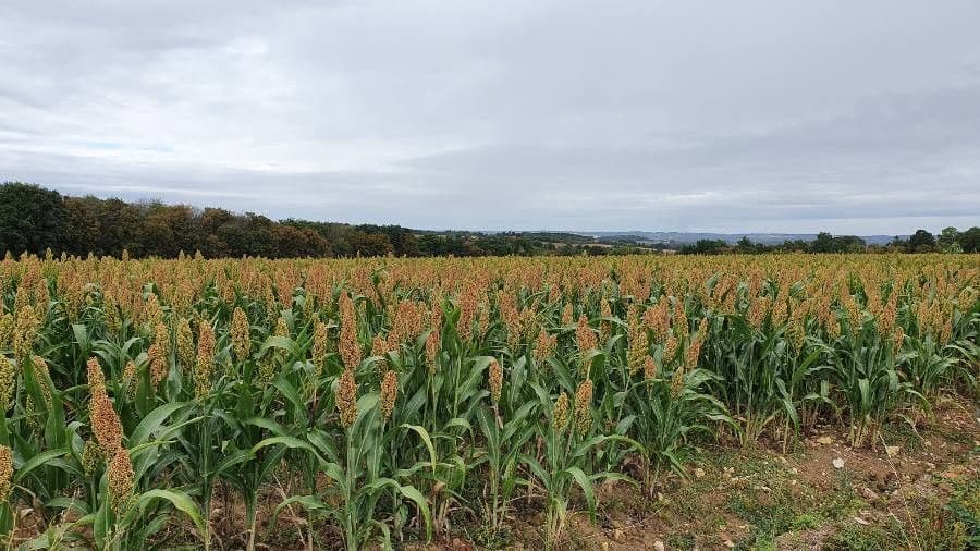 Sorgo 14