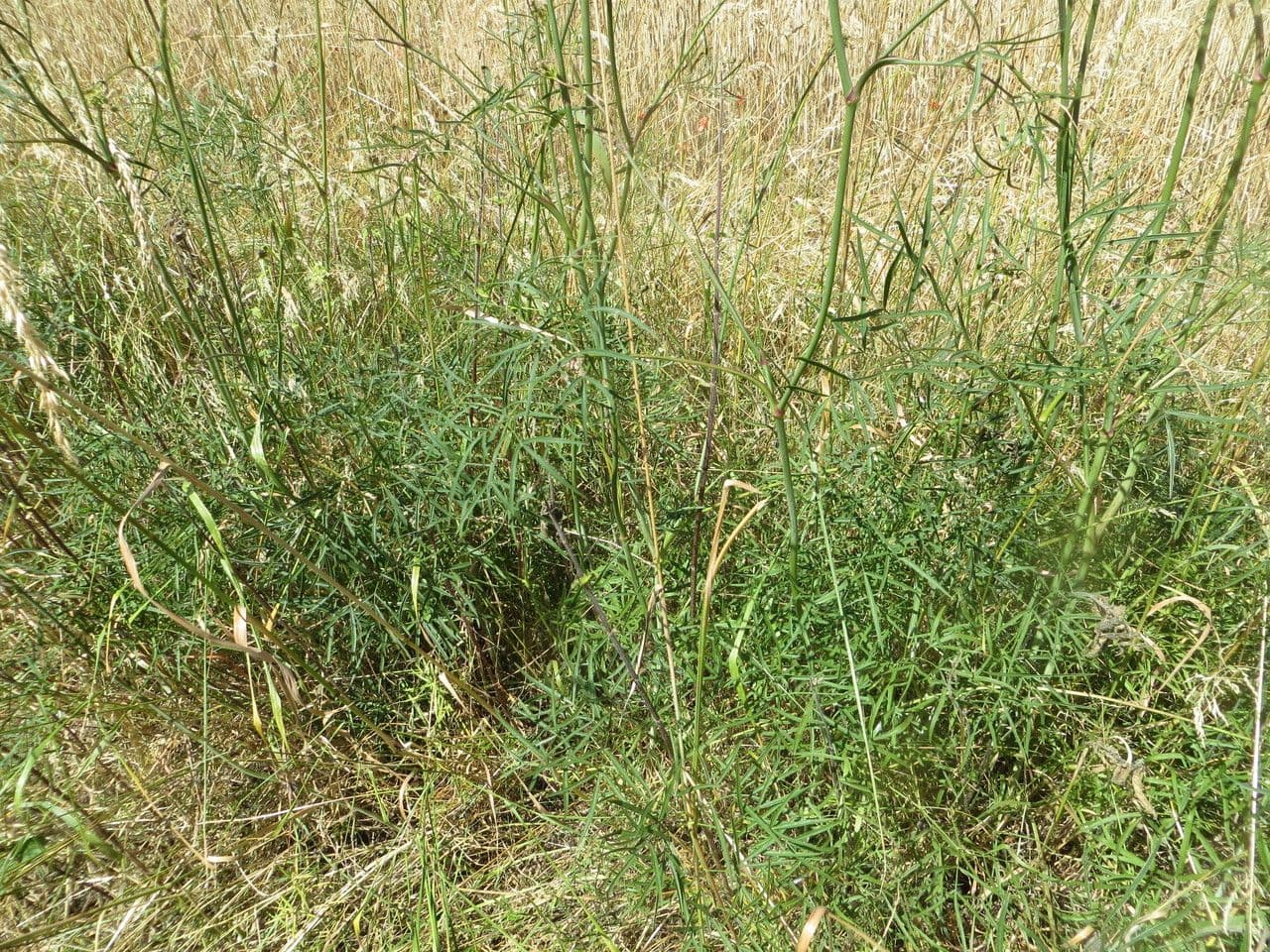 Peucedano gallico 13