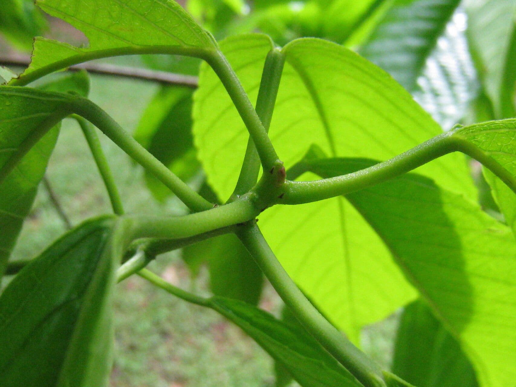 Alchornea discolor 5
