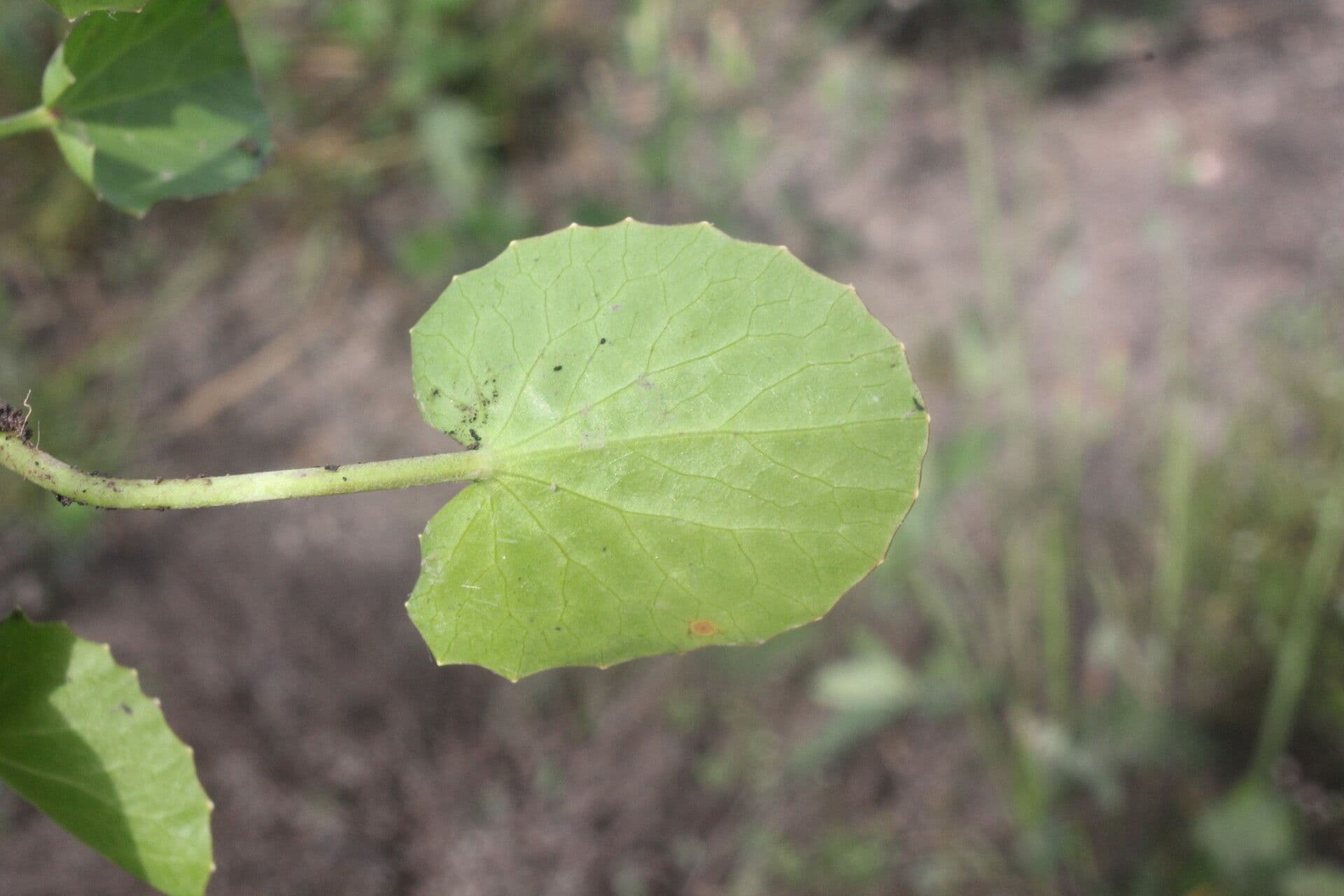 Centella erecta 7