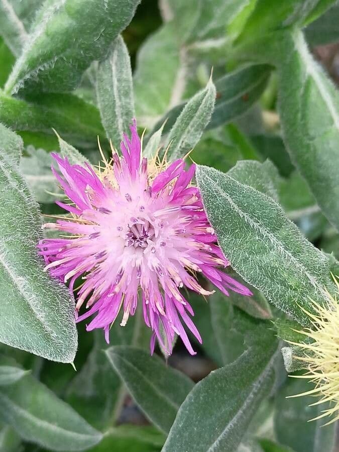Centaurea 10