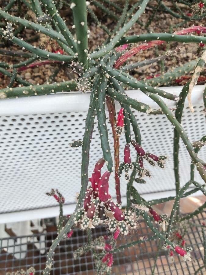 Rhipsalis 23