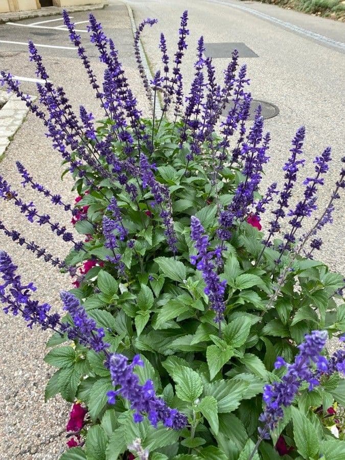 Mealy Sage 14