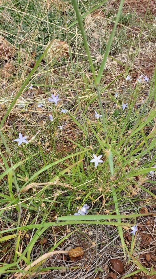 Wahlenbergia capillaris 6