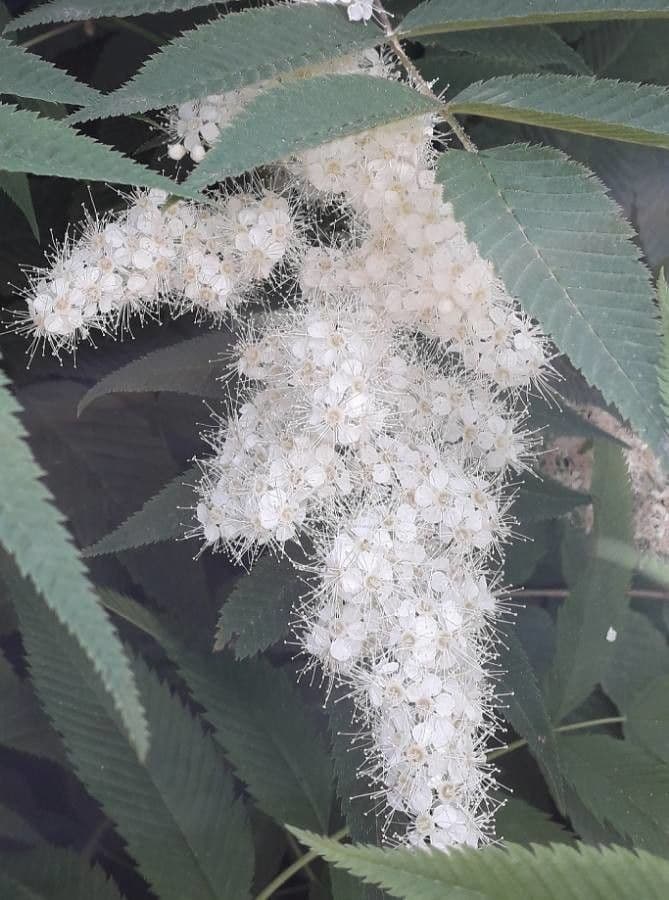 Sorbaria 8