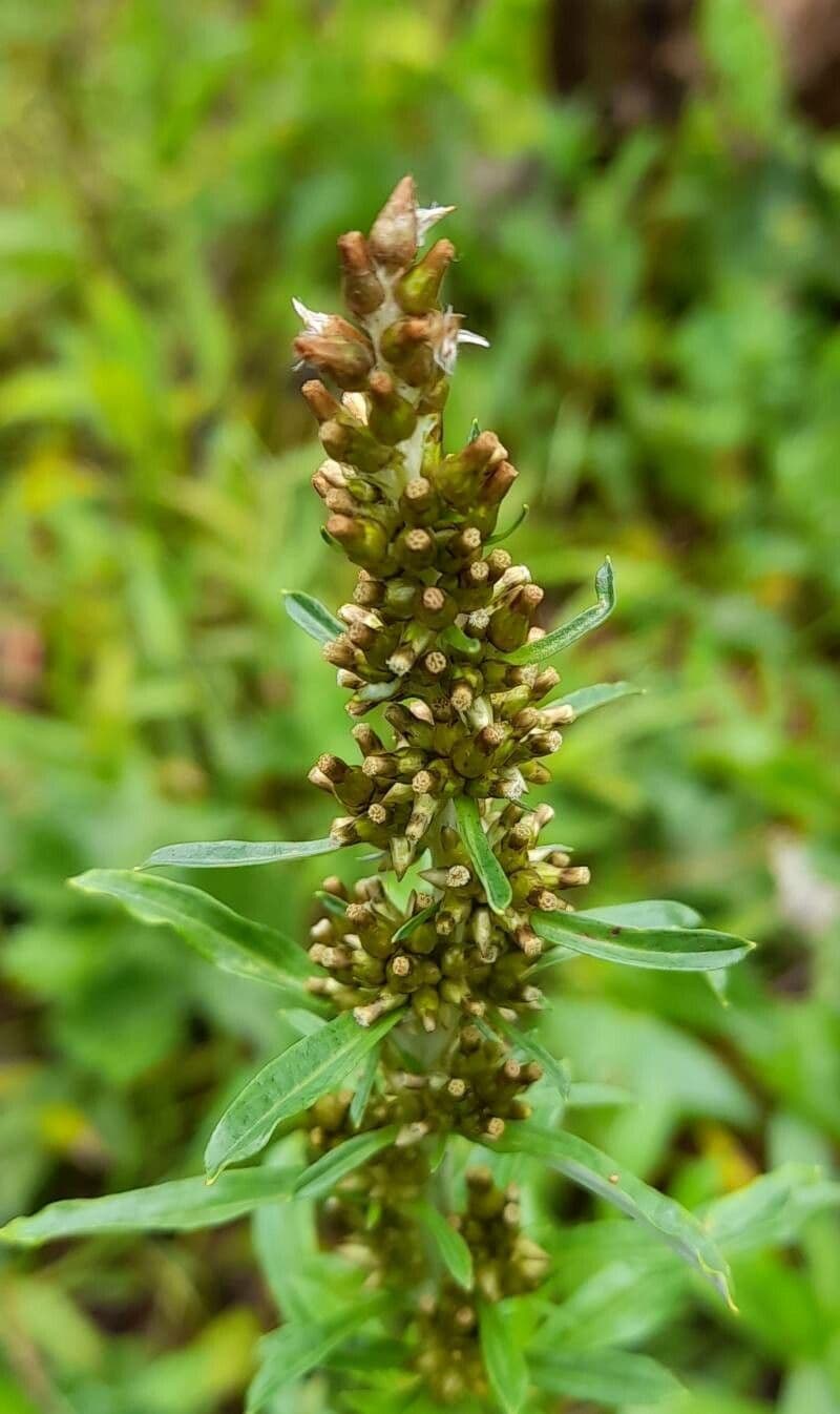 Gnaphalium americano 8