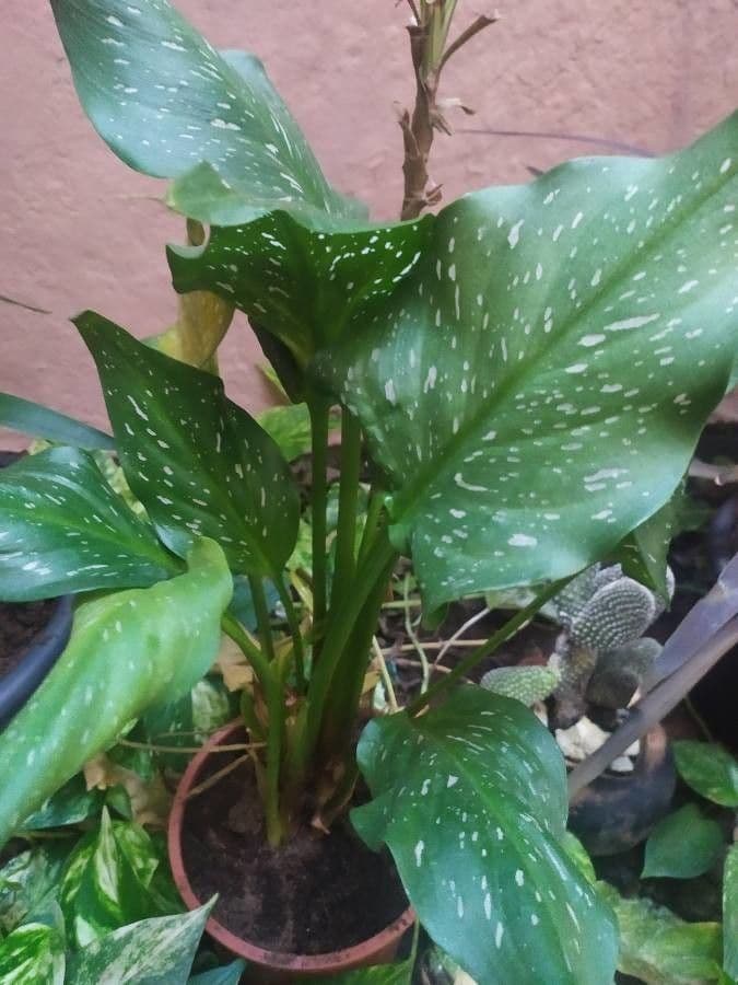 Calla di Elliott 13