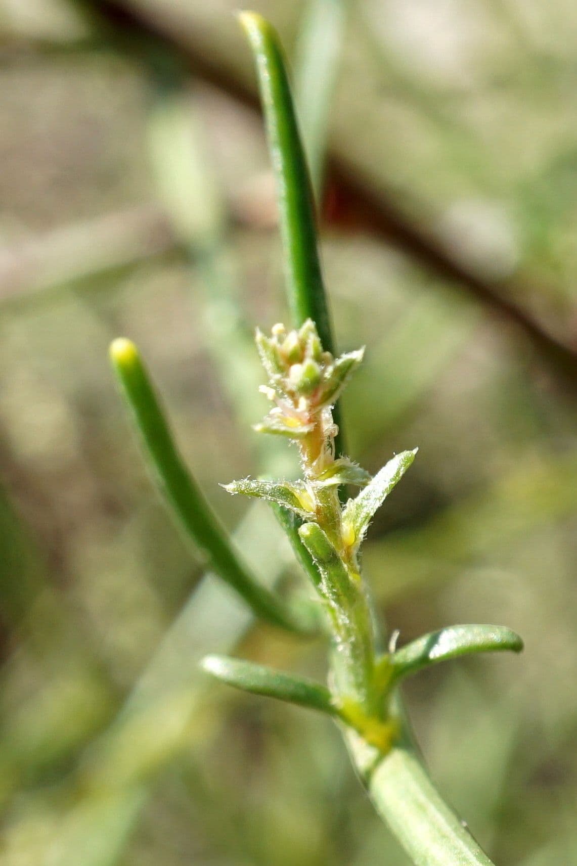 Corispermum 4