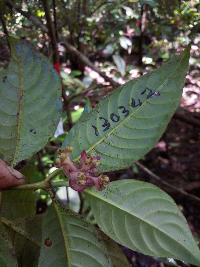 Palicourea 5
