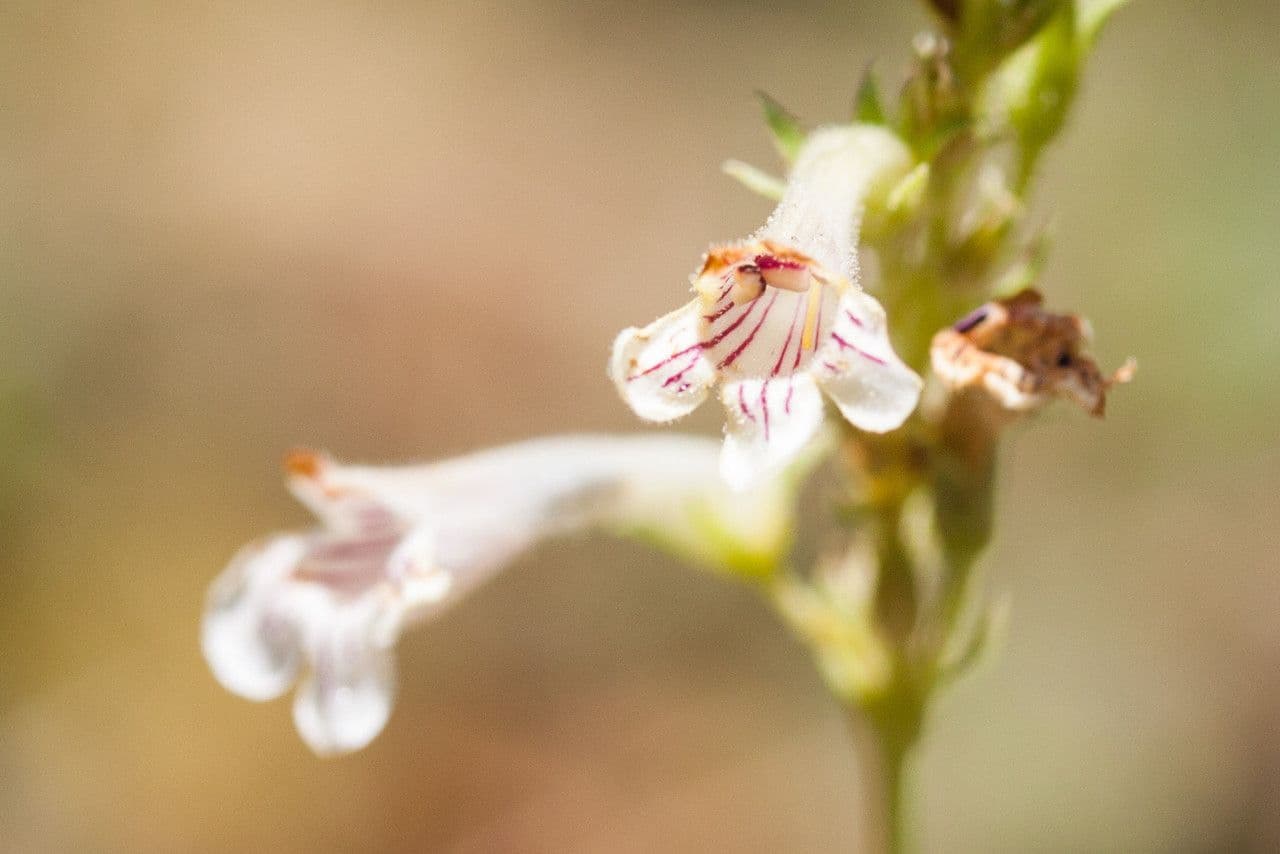 Penstemon deustus 2